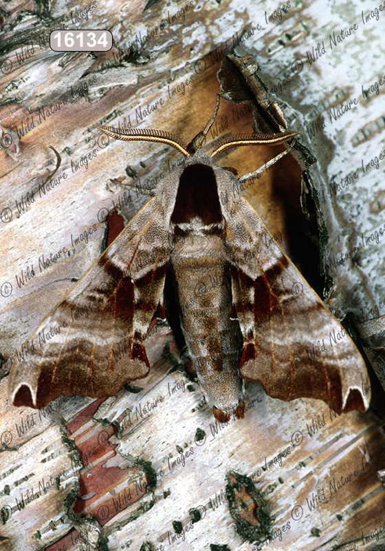 Twin-spotted Sphinx (Smerinthus jamaicensis)